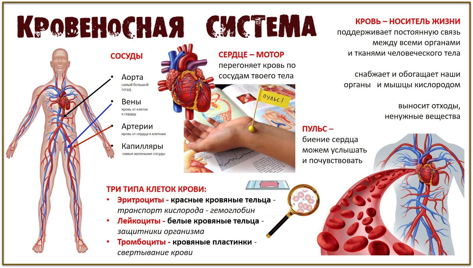 Кровеносная система человека